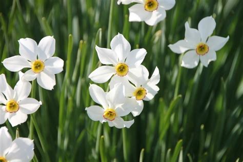 16 Plantas Silvestres Para Identificar Guía De Jardín