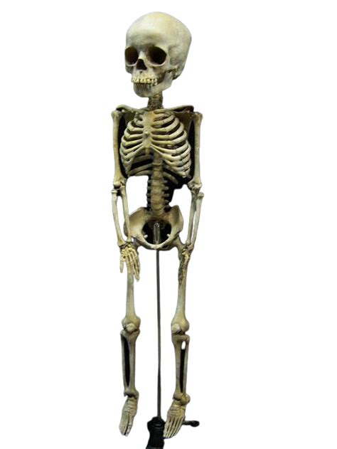 Toddler Skeleton Prop Dapper Cadaver Props