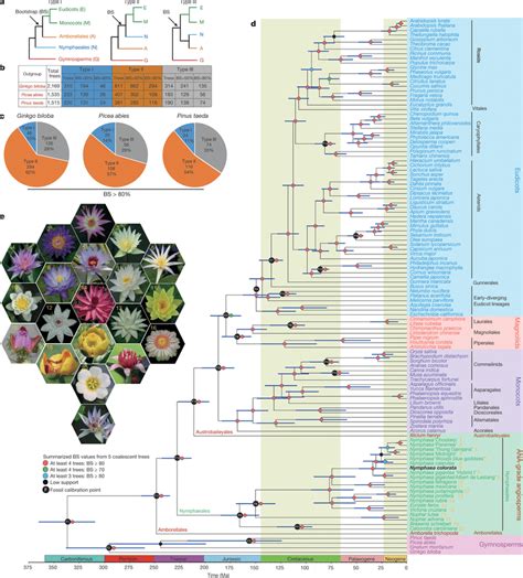 Phylogenomic Relationships Of Angiosperms A Three Different Download Scientific Diagram