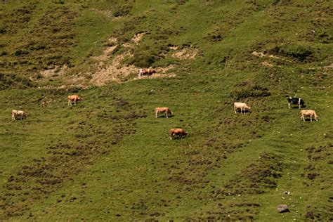 K He Kuh Cow Bei Ch Emad Mittler Stafel Der Brienz Flickr