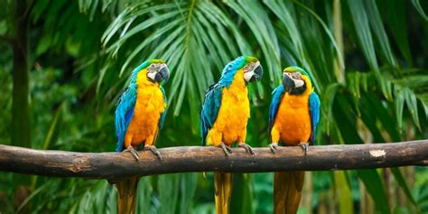 10 Most Vibrant Blue And Yellow Birds Pictures Guide Birdwatching