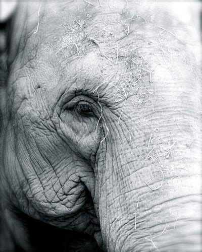 black and white elephant photography