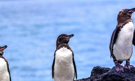 Extinct Penguin Species