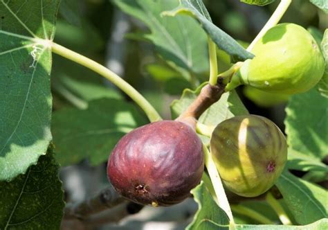 Árboles frutales de secano Cuáles toleran la sequía