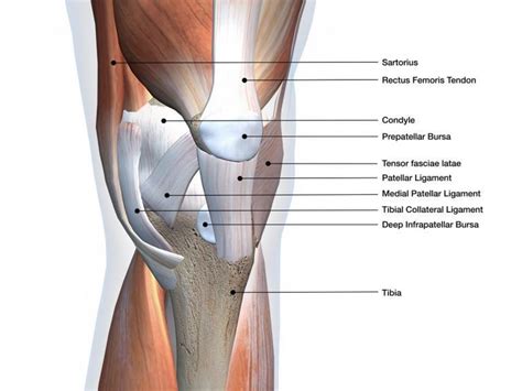 Medial Tibial Plateau Joi Jacksonville Orthopaedic Institute