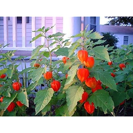 Amazon 100 Chinese Lantern Winter Or Ground Cherry Japanese