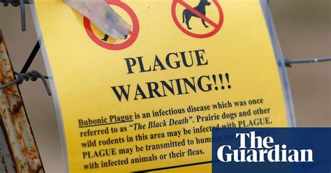 A Case Of Bubonic Plague Was Reported In Oregon Heres What To Know Bubonic Plague The Guardian