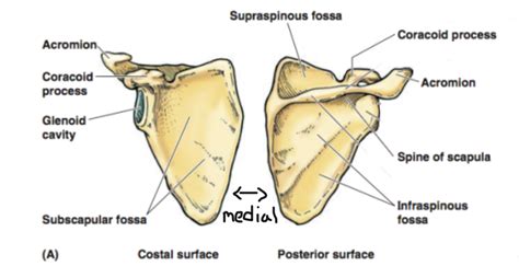 Bio 201 Scapula Diagram Quizlet