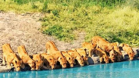 20 lions se rassemblent sur la rive d une rivière pour boire de l eau