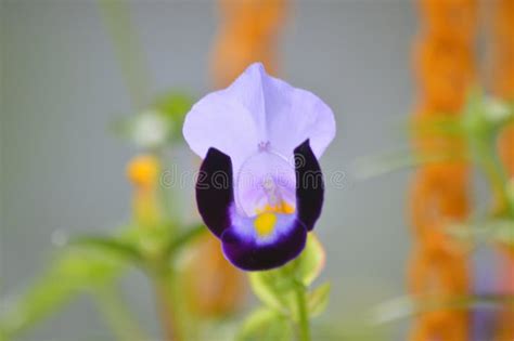 Blue and Violet Colour Flower Closeup Photography in Home Garden Stock ...