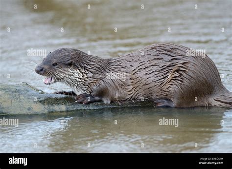 Otter eating in water UK Stock Photo - Alamy