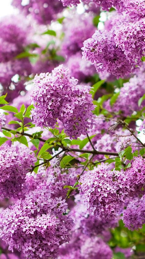 Lilacs Wallpapers Wallpaper Cave