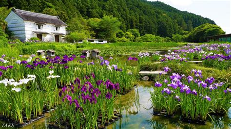 Take 花鳥風月 時々bike On Twitter 静岡県掛川市の加茂荘花鳥園へ 花菖蒲を見に行って来ました 晴天の空に可憐に