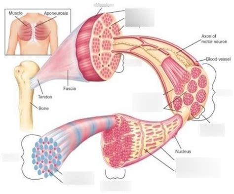 Muscular System Lab Diagram Quizlet