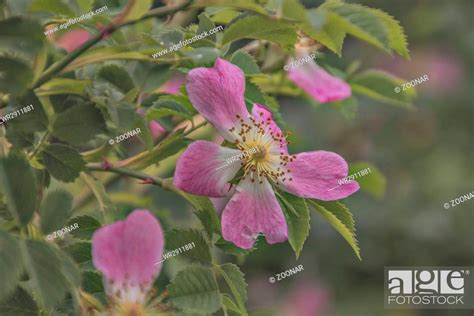 Hecken Oder Hundsrose Rosa Canina Stock Photo Picture And Royalty