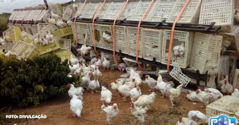 Um caminhão carga de galinhas vivas tomba na Linha Amarela