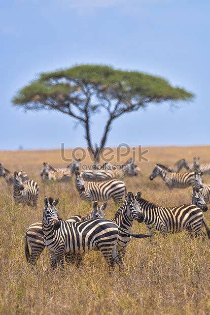 African Zebra Herd Picture And HD Photos | Free Download On Lovepik