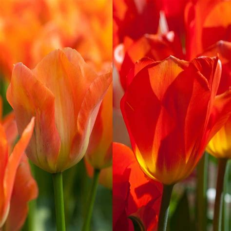 Tulip Bulbs Colorblends® Wholesale Flower Bulbs From Holland