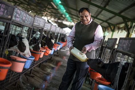 Upscale Dairies Grow In India Promising Safer Milk The New York Times