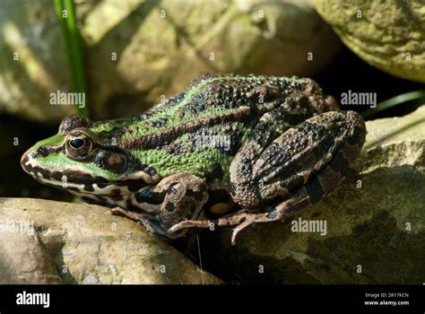 La Rana Comestible Pelophylax Kl Esculentus Es Una Especie De Rana