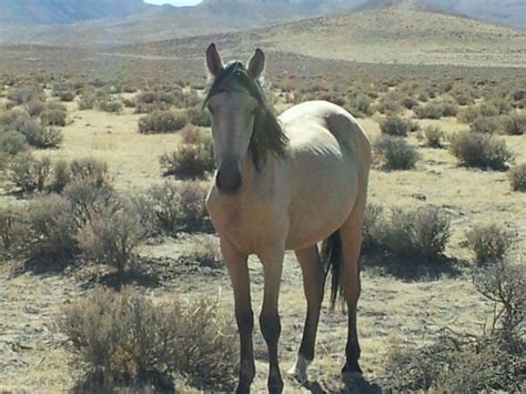 Mustang in Nevada | Mustang horse, Wild mustangs, Wild horses