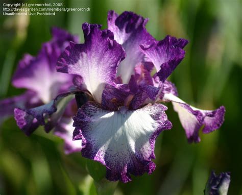 PlantFiles Pictures Tall Bearded Iris Mariposa Autumn Iris By TBGDN