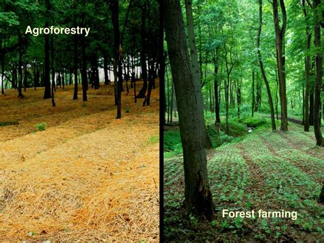 PPT - Forest farming PowerPoint Presentation, free download - ID:6994694