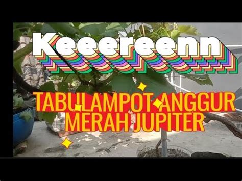 Tabulampot Anggur Merah Jupiter Dipangkas Pembuahan Semoga Berhasil