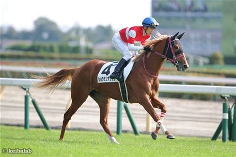 ショウナンナツゾラ Shonan Natsuzora 競走馬データベース 競馬ラボ