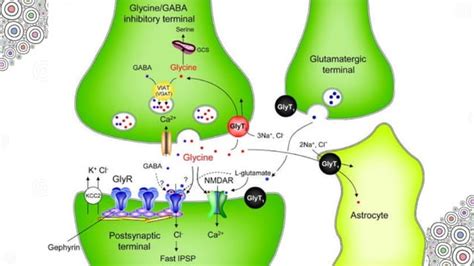 Glycine Neurotransmitter Ppt