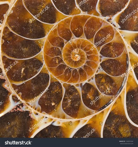 Ammonite Fossil Cross Section Stock Photo 124037434 Shutterstock