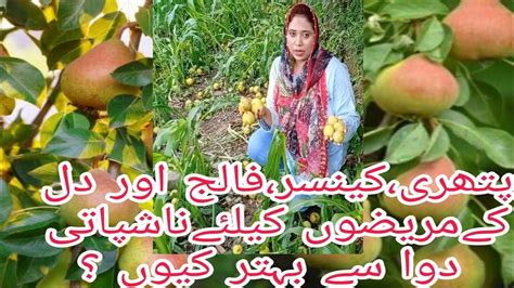 Nashpati ke Fayde | Benefits of Pear in urdu | Pyrus Communis | Pyrus ...