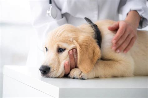 Gastroenterite Em Cachorros Conhe A Os Sintomas Causas E Tratamento