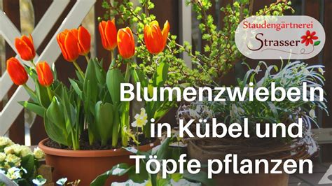 Blumenzwiebeln In K Bel Und T Pfe Pflanzen Das Lasagne Prinzip