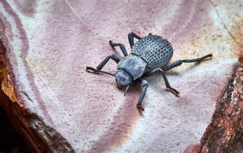 Featured Animals - Blue Death-Feigning Beetle - CMZoo