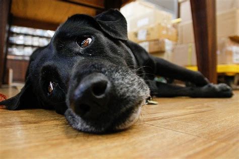 【専門家監修】犬が床を舐めるのはなぜ？床を舐めるのが止まらない原因とは？ ワンコとhappy Life！