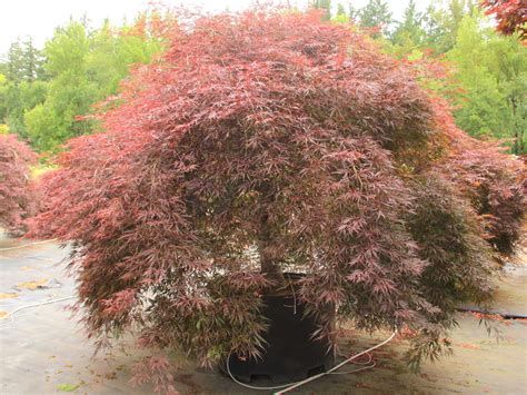 Buy Acer Palmatum Inaba Shidare Specimen Conifer Kingdom