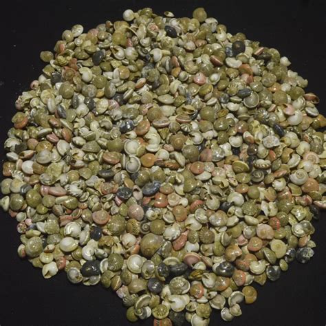 natural sea shells sea shells  india