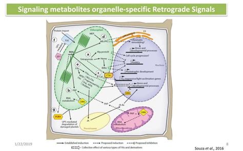 Retrograde Signalling PPT