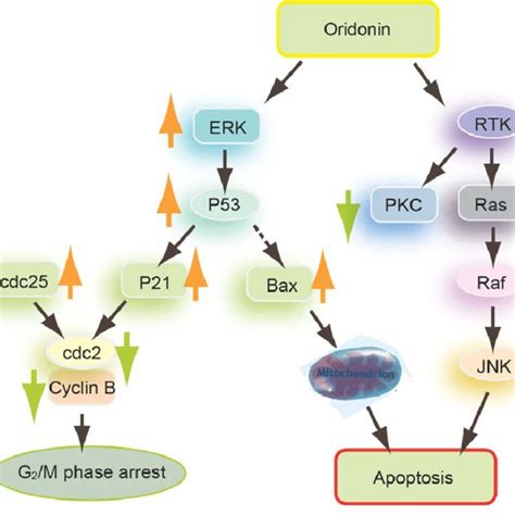 Molecular Mechanisms By Which Oridonin Induces L Cell Cycle Arrest