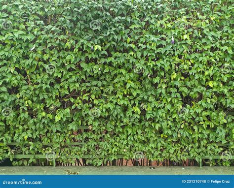 Muro Verde En Una Calle Residencial De La Ciudad De Sao Paulo En Brasil