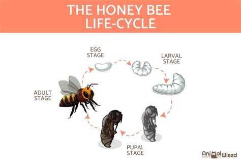 The Life Cycle Of Honey Bees Queen Worker And Drone