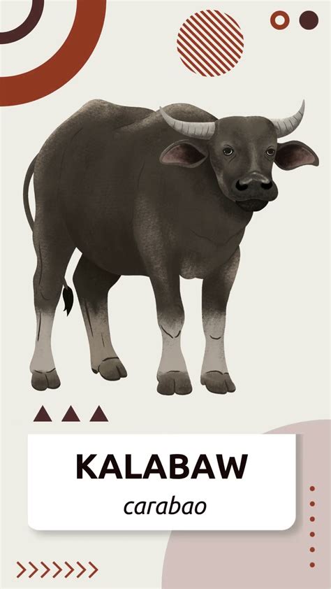 Kalabaw Carabaowater Buffalo Filipinotagalog Vocabulary Words