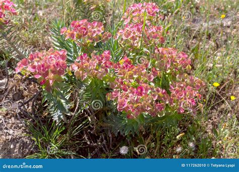 Un Rigida Del Euforbio Del Spurge De La Planta Foto De Archivo Imagen