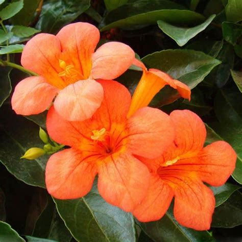 Campsis grandiflora (Trumpet vine) - position, watering, fertilization ...