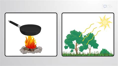 The First Law Of Thermodynamics Cell Biology Jove