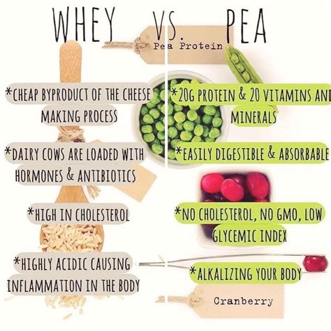 Pea Protein Vs Whey Renew Physical Therapy