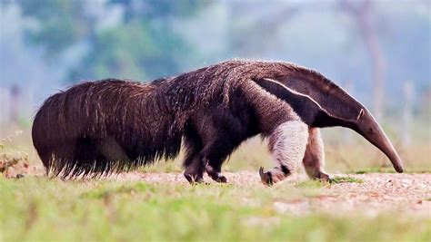 Oso Hormiguero Gigante O Oso Palmero Myrmecophaga Tridactyla