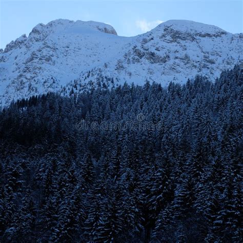 Bosque Alpino Monta Oso Del Pino Nevado Foto De Archivo Imagen De