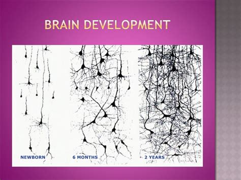 Early Childhood Trauma and Brain Development